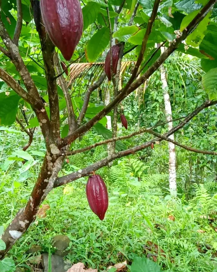 A ripening red cacao pod growing straight from the trunk of a cacao tree.