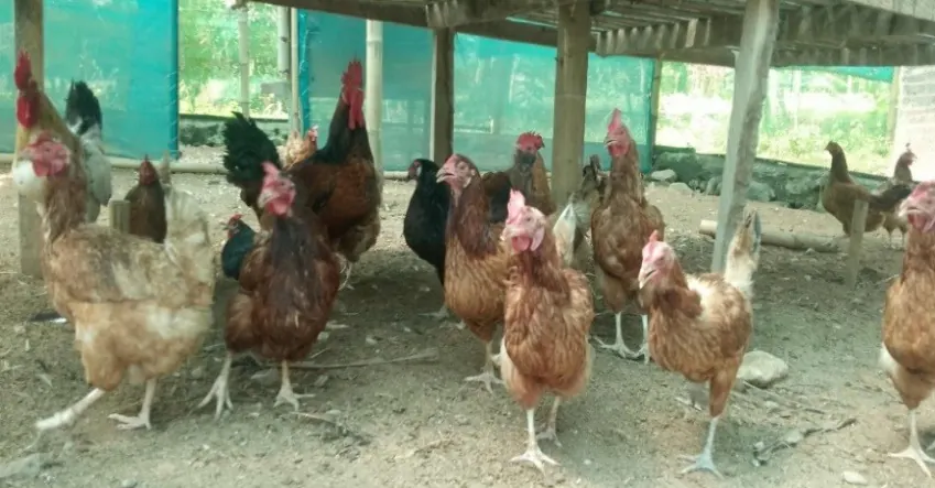 Brown free-range hens standing together in a shaded coop.