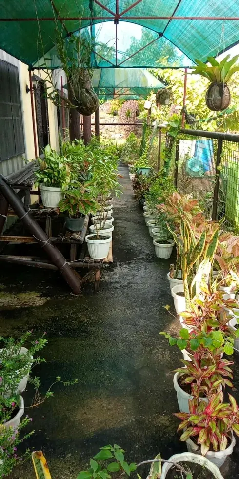 A shaded greenhouse walkway lined with potted plants.