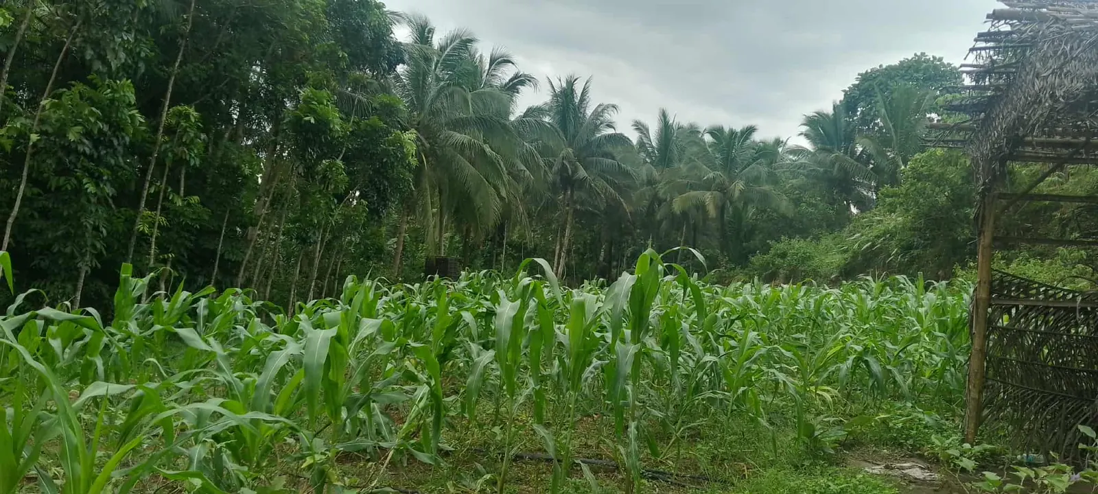 Rows of young corn growing at AINA Integrated Farm in Pagbilao, Quezon, with coconut palms behind.