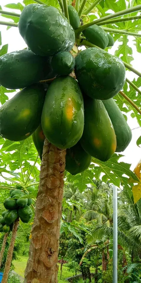 A papaya tree heavy with green fruit.