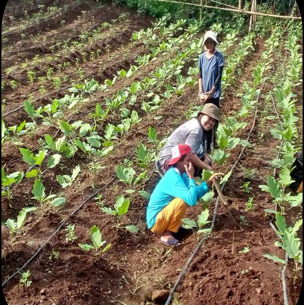 Farmers kneeling between long rows of young plants, setting seedlings into dark soil.