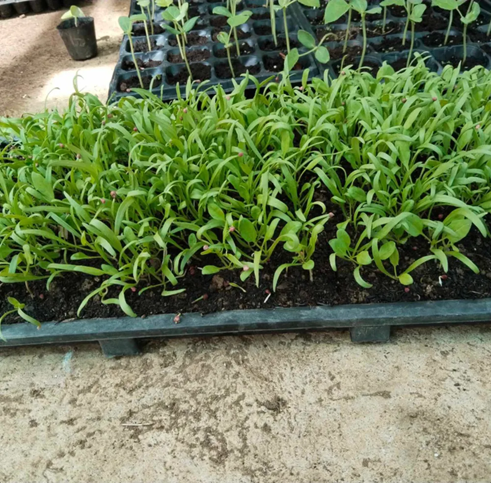 Trays of bright green seedlings ready for transplanting.