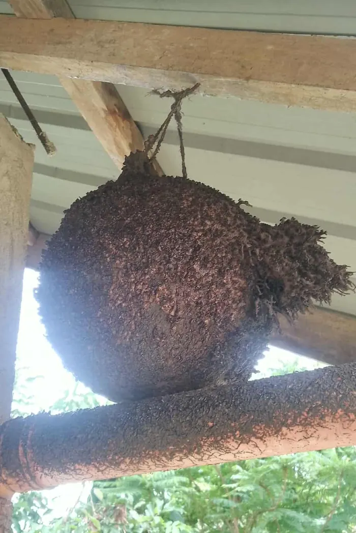 A round stingless-bee hive hanging from a wooden beam under the farm’s roof.