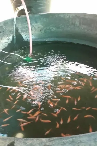 Young tilapia swimming in a round tank of water with an air line.