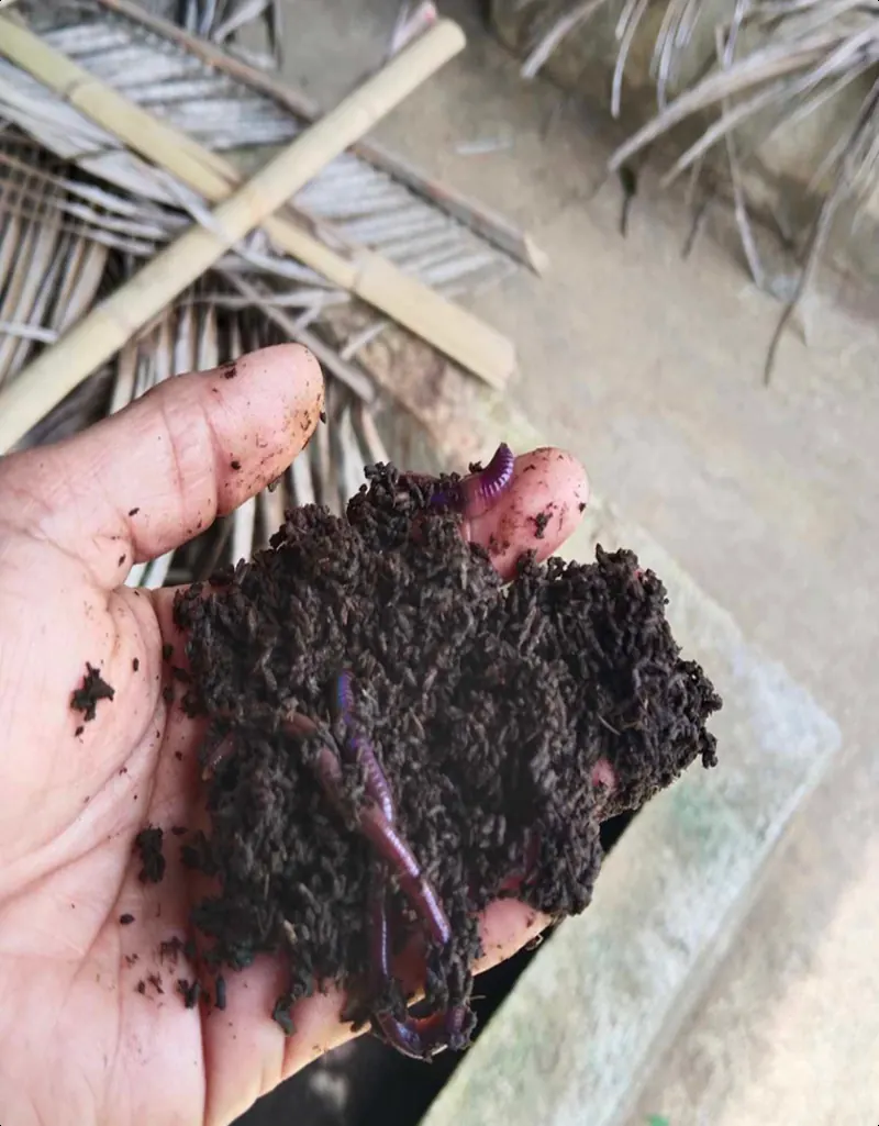 A hand holding dark, moist vermicompost with earthworms in it.